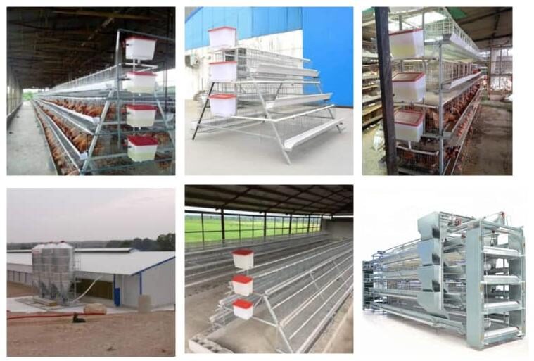 battery cage system for layers is also called layer cage, chicken cage or simply a battery cage