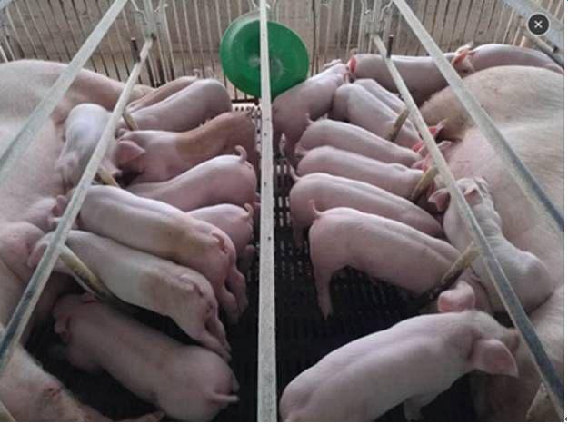 a pig farrowing cage in use